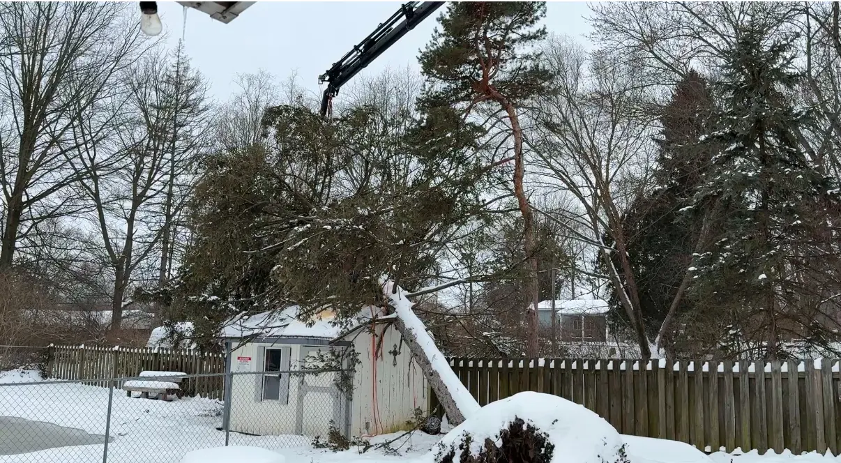 3n1 Tree Service